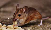 24 Hour & Emergency Exterminators in George AFB, CA